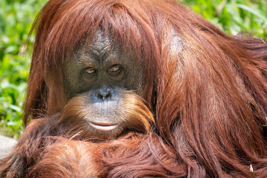 Close-up portrait of a Sumatran orangutan (Pongo abelii) looking directly at the camera with long reddish-brown fur.