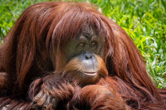 Close-up portrait of a Sumatran orangutan (Pongo abelii) looking directly at the camera with long reddish-brown fur.