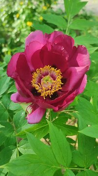 Tree peony flower. Blooming burgundy tree peony flower. Inflorescence of blooming flower with dark red petals with yellow stamens with green leaves on spring day. Flowering tree peony bush. Vertical