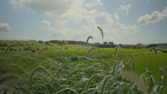 Green Foxtail Grass Swaying in the Wind with Countryside Rice Paddy and Blue Sky Background in Nonsan, South Korea