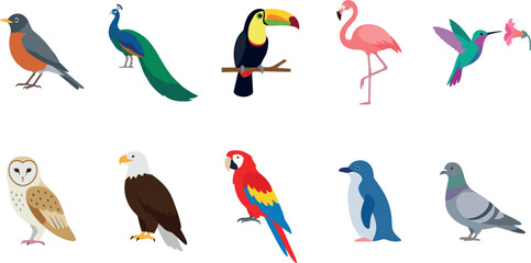 Fototapeta premium Vector illustration set of diverse bird species featuring a robin peacock toucan flamingo hummingbird owl eagle parrot penguin and common pigeon