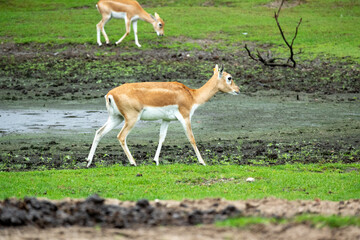 deer in the grass © Олена Кожухаренко