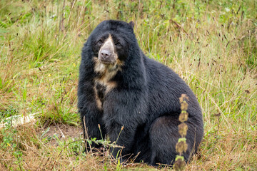 black bear cub © Олена Кожухаренко