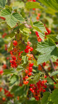 Ripening redcurrant berries hanging on green plant
