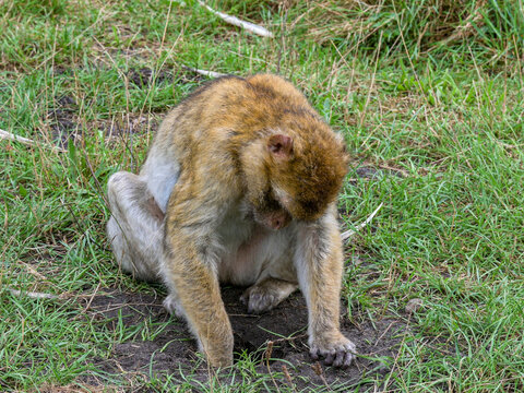 long tailed macaque