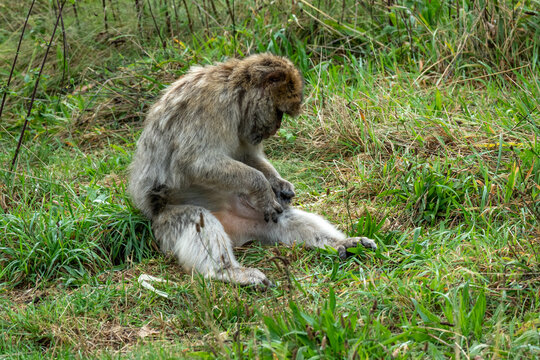 baboon sitting on the ground