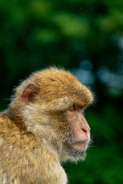 Macaque in wildlife close up