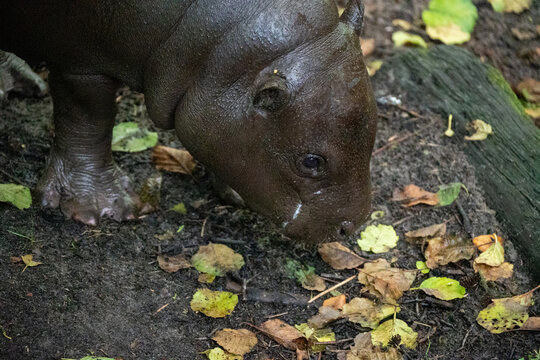 hippopotamus in the zoo
