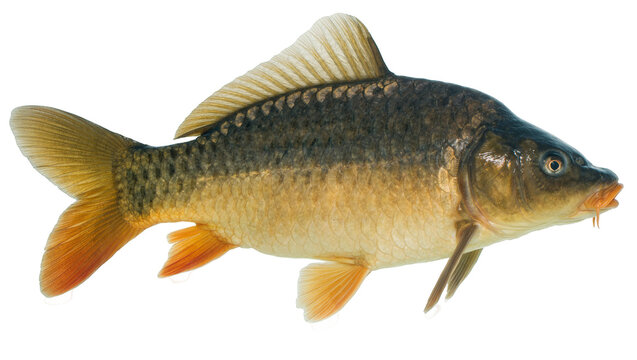 Common carp fish with scales and fins, isolated on transparent background