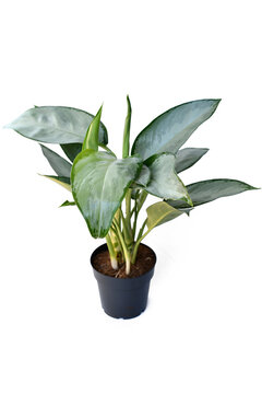 Potted Aglaonema Silverado Chinese Evergreen houseplant with silver leaves on white background