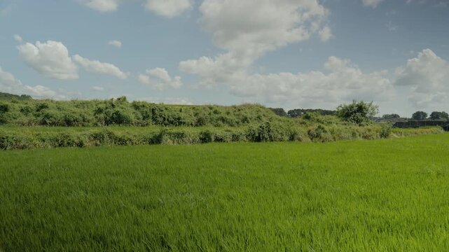 Close Up of Green Grass and Wildflowers Revealing Summer Rice Paddy Field Landscape in Nonsan, South Korea