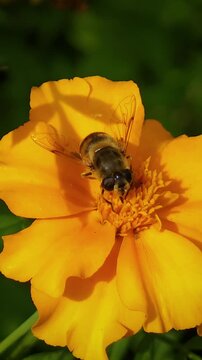 bee on a yellow flower