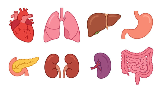 Human Internal Organs Vector Illustration Set Isolated on White Background