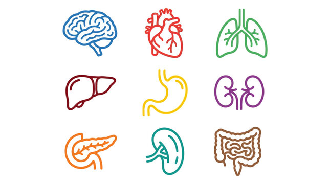 Human Internal Organs Vector Illustration Set Featuring Colorful Outline Icons for Medical and Anatomy Design
