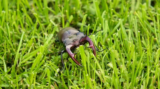 A stag beetle in the wild. Selective focus.