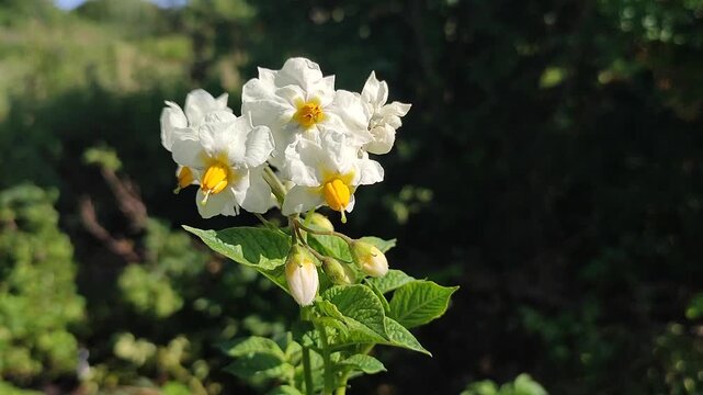 Potato flowers. Blooming white flowers with yellow centers on a stem with green potato leaves on a sunny summer day. tuberous nightshade. Flowering of vegetables. Perennial tuberous herbaceous plants
