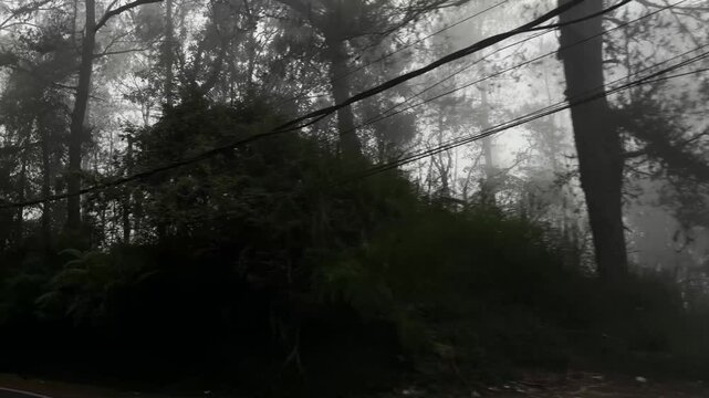 Foggy landscape with trees and power lines. The scene is shrouded in mist, creating a mysterious atmosphere.