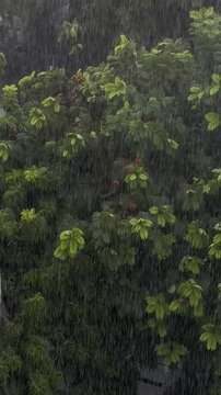 Heavy rain falling on lush green leaves, creating a serene and refreshing atmosphere. The scene captures the beauty of nature during a rainstorm.