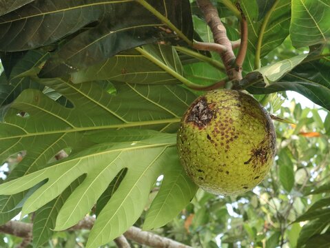 Close up of a mature green breadfruit with textured skin hanging on a tropical tree branch surrounded by large lobed leaves, natural organic fruit growing outdoors in daylight.