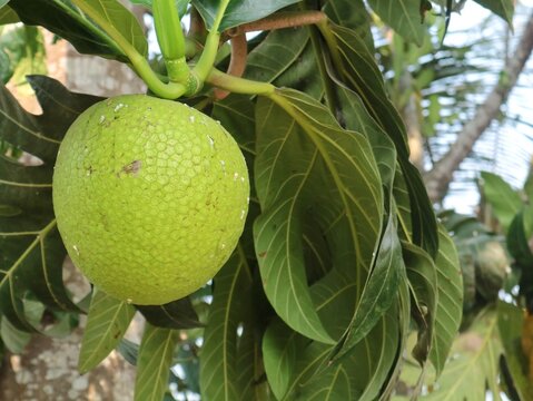 Close up of a large raw green breadfruit hanging from a tropical tree branch surrounded by textured large leaves, natural organic fruit growing outdoors in daylight