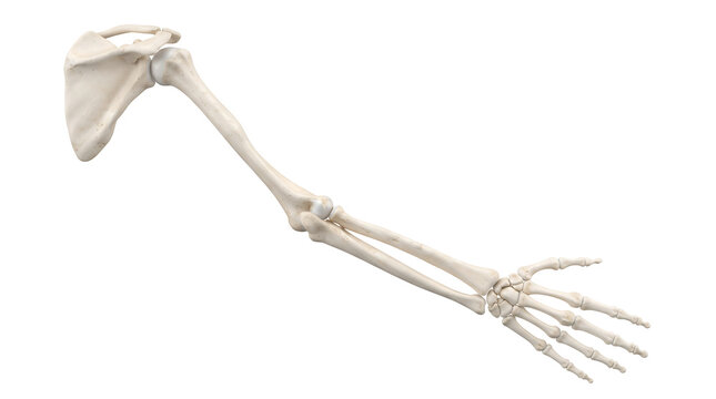 Human arm skeleton including shoulder and hand bones isolated on white background