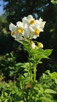 Potato flowers. Blooming white flower with yellow centers on stem with green potato leaves on sunny summer day. Tuberous nightshade. Flowering vegetables. Perennial tuberous herbaceous plants Vertical