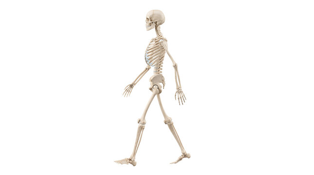 Side view of a human skeleton walking on a white background