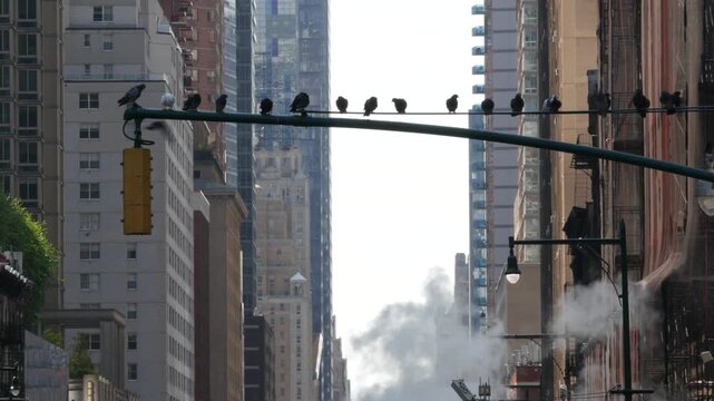 New York City Midtown urban tall building architecture, Manhattan straight street, 8 eights avenue, United States of America. Skyscraper towers, pigeon birds, USA. Hot steam smoke vapor. Traffic light