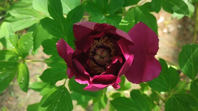 Tree peony flower. A blooming burgundy tree peony flower. Inflorescence of a blooming flower with dark red petals with yellow stamens with green leaves on a spring day. A flowering tree peony bush