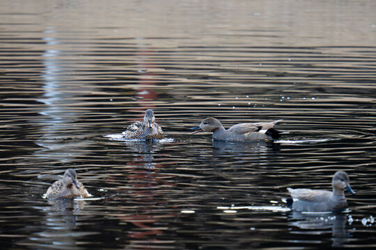 Gadwall Mareca strepera ducks swimming together on rippled winter water