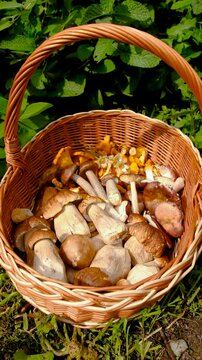 Wild mushrooms in a forest. Selective focus.