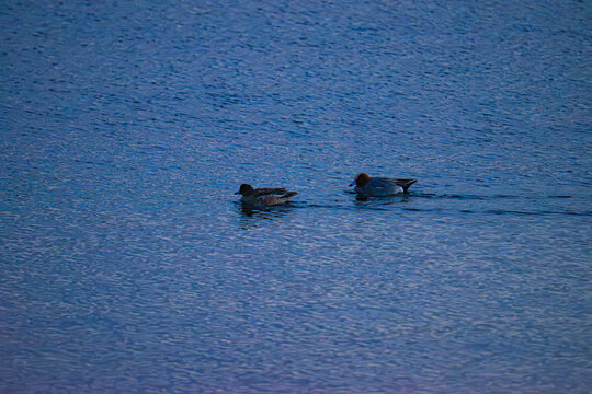 Pair of Eurasian wigeons Mareca penelope swimming on blue winter water