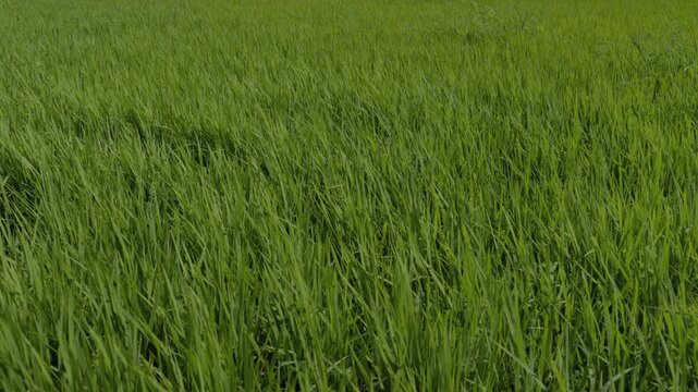 Full Frame Close Up of Green Rice Paddy Blades Swaying in the Wind as Background in Nonsan, South Korea