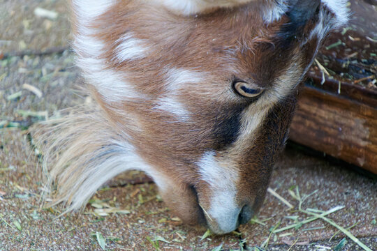 Extreme macro close-up profile of a brown goat eating hay with a visible rectangular pupil in Yufuin, Japan.