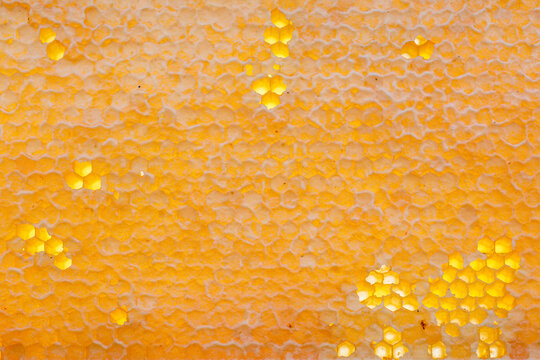 Close-up of a warm golden honeycomb surface with irregular open cells and honey-colored texture, creating an organic abstract pattern with broad copy space