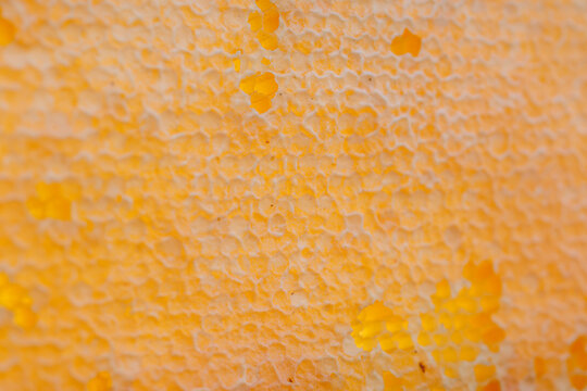 Close-up of a warm golden honeycomb surface with irregular open cells and honey-colored texture, creating an organic abstract pattern with broad copy space