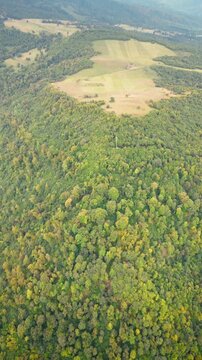 green forest and blue sky