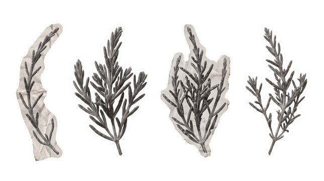 samphire , newspaper collage cutout set PNG