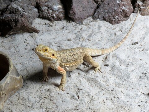 L&eacute;zard