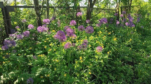 Allium flowers in grass. Blooming round spherical purple allium flowers on green stems growing in green grass with yellow flowers near old metal mesh fence on a sunny spring day. Natural background