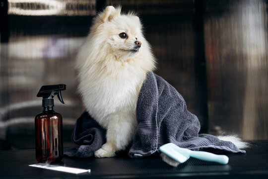 Pomeranian dog sitting on a grooming table, covered with a towel, next to a spray bottle and brush. Pet hygiene