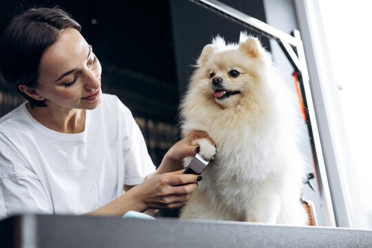 Professional groomer providing pet care for a fluffy pomeranian dog, trimming hair on its paw in a modern grooming salon