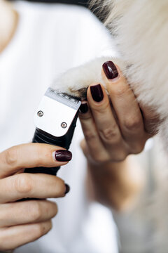 Groomer giving a professional paw treatment to a dog, trimming excess fur for hygiene and wellness in a pet salon