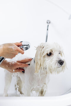 Pet groomer's hands washing a fluffy white dog in a bathtub, providing hygiene and care with a shower head