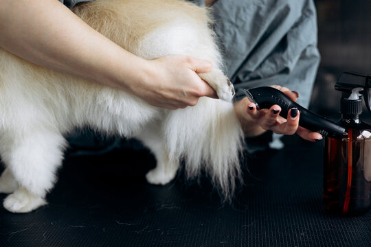 Professional groomer carefully trimming a white pomeranian's paw and leg fur with electric clippers in a pet salon