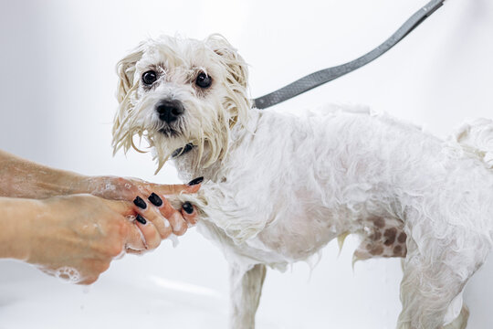 Person washing a small white dog with soap and suds at a grooming salon, providing pet hygiene and care