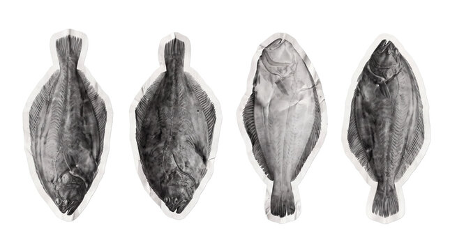 sole fish , newspaper collage cutout set PNG