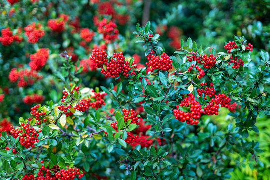 Red firethorn berries on leafy garden shrub. Clusters of bright red firethorn berries grow among dense green leaves and branches in a colorful garden setting.
