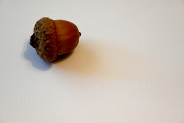 Acorn isolated on a white background © Veronika
