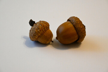 Two acorns on a white surface © Veronika